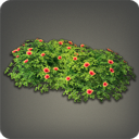 Aloalo-Hibiskushecke