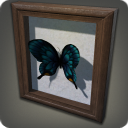 Präparierter Schmetterling