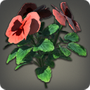 パンジー:レッド