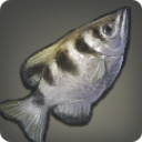 Bogenschützenfisch