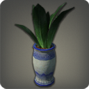 Agave