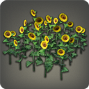 Sonnenblumen-Beet