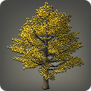 Herbstlicher Ginkgo
