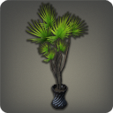 Eingetopfter Drachenbaum