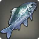 Blauer Prismenfisch