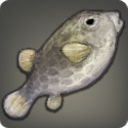 Schwarzer Kofferfisch