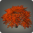 Herbstlicher Ahornbaum