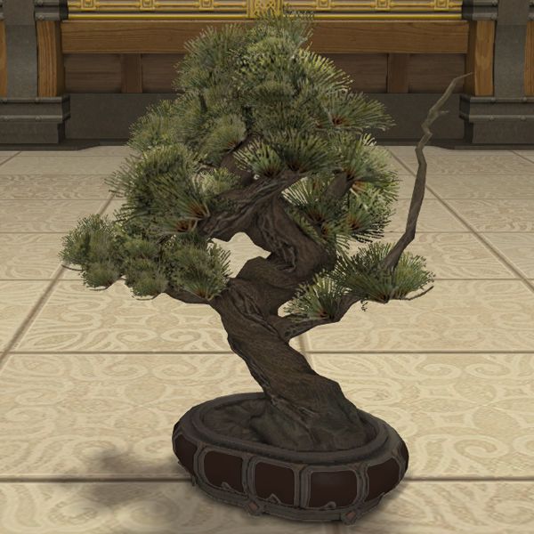 Kiefer-Bonsai