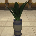 Agave