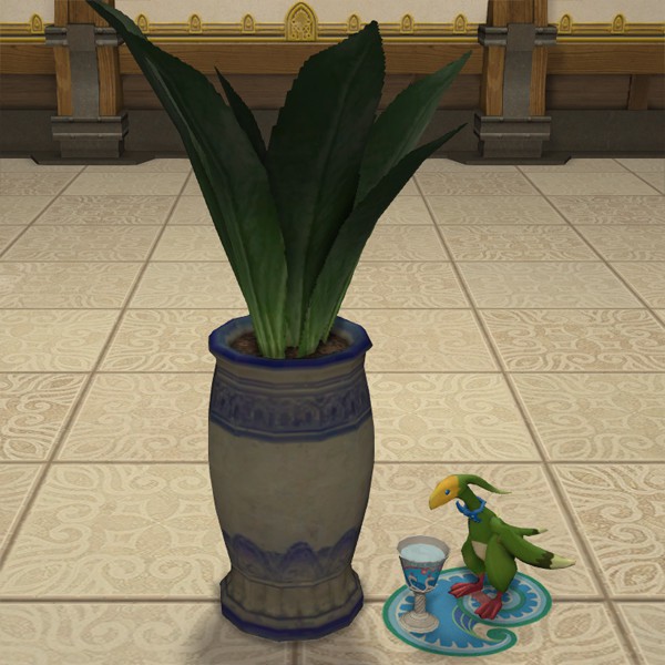 Agave