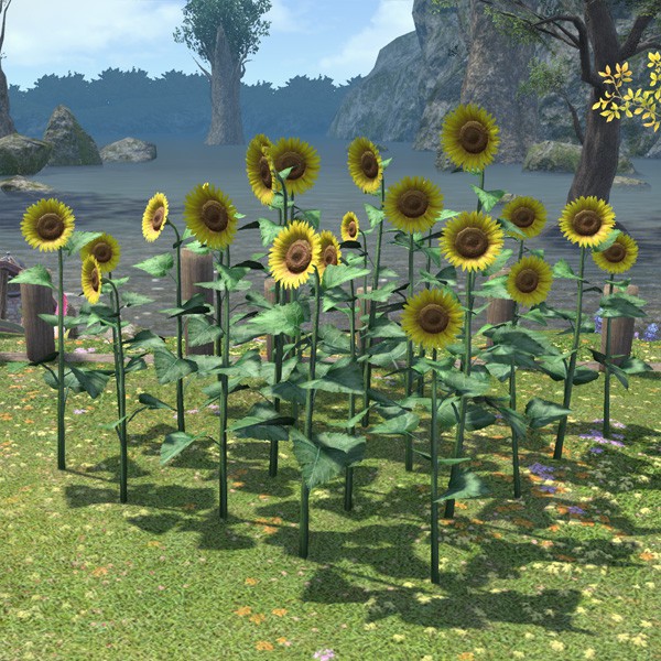 Sonnenblumen-Beet