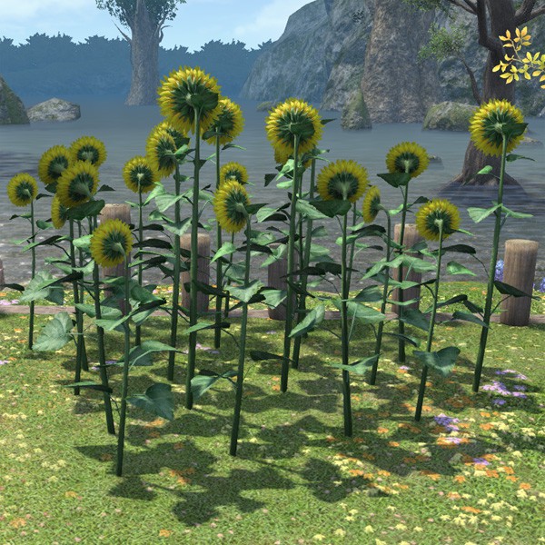 Sonnenblumen-Beet