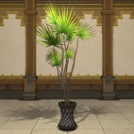 Eingetopfter Drachenbaum
