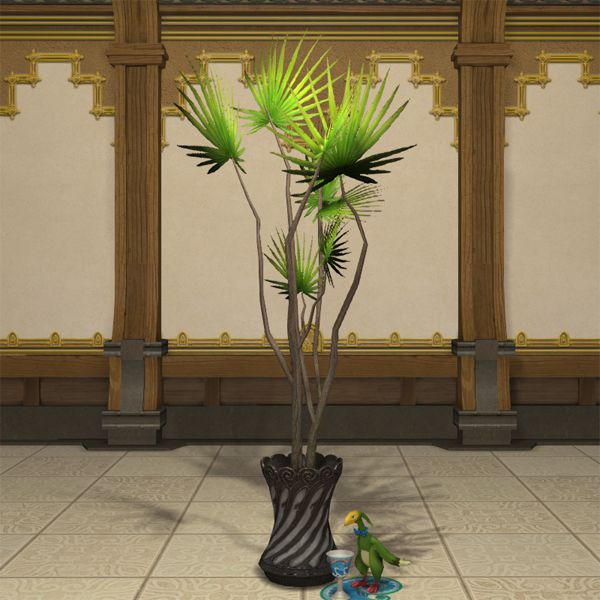 Eingetopfter Drachenbaum