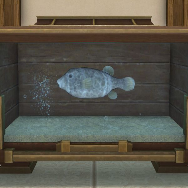 Schwarzer Kofferfisch
