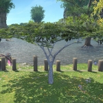 Wüsteneisenholz-Baum