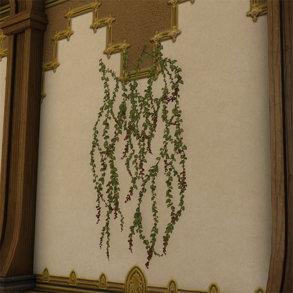 Wandkletterpflanze